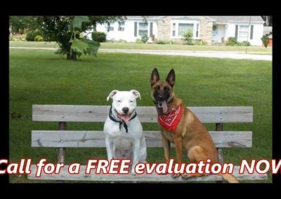 Two dogs sitting on a bench during a dog training video.