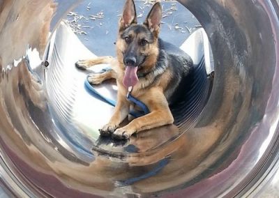 Heidi, a German Shepherd, after her Dog Socialization Training