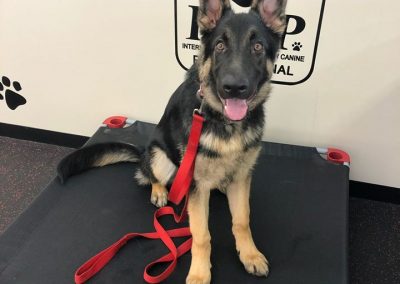 German Shepherd puppy, Falko, in our dog boarding and training.