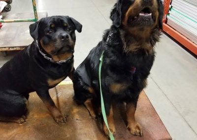 Emmett & Rommel in obedience training on location in Toledo retail store.