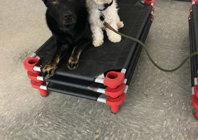 Bacon & Duchess in dog obedience training class