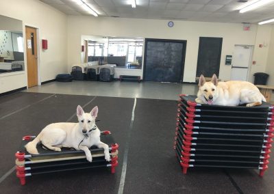 Trick training in our dog obedience class with dogs, Lily and Chevy.