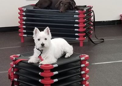 Two dogs, Lucy & Bentley, during a Dog Training class at Glass City K9.