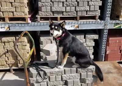 Dog training on location in Toledo with Glass City K9 student, Malzey