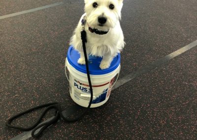 Obedience training with Bentley, learning to stay.