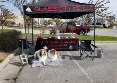 Dog training demonstration with two Collie dogs.