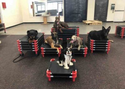 Six dogs laying down during a Board and Train lesson at Glass City K9 LLC