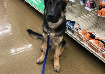 Canine student, Falko, a German Shepherd during a training lesson on location at Pet Supplies Plus.