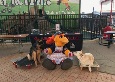 Two Glass City K9 training dogs during a dog training event at a Toledo Mud Hens baseball game.