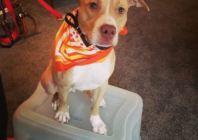 Charlie, a brown and white dog, during a Dog Obedience Training lesson.