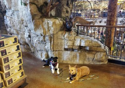 Dog Training lesson with two dogs at Bass Pro Shop in Perrysburg, OH.