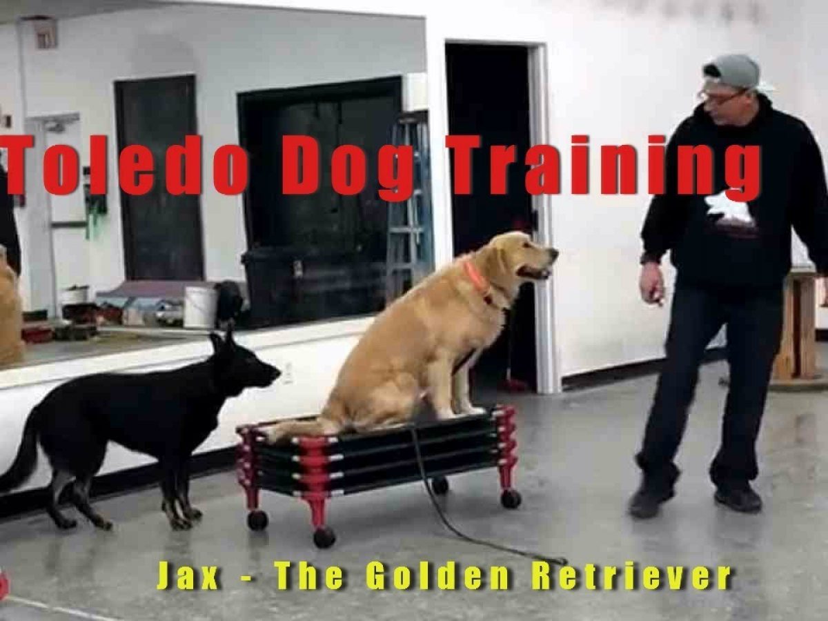 Dog Obedience Training Classes Glass City K9
