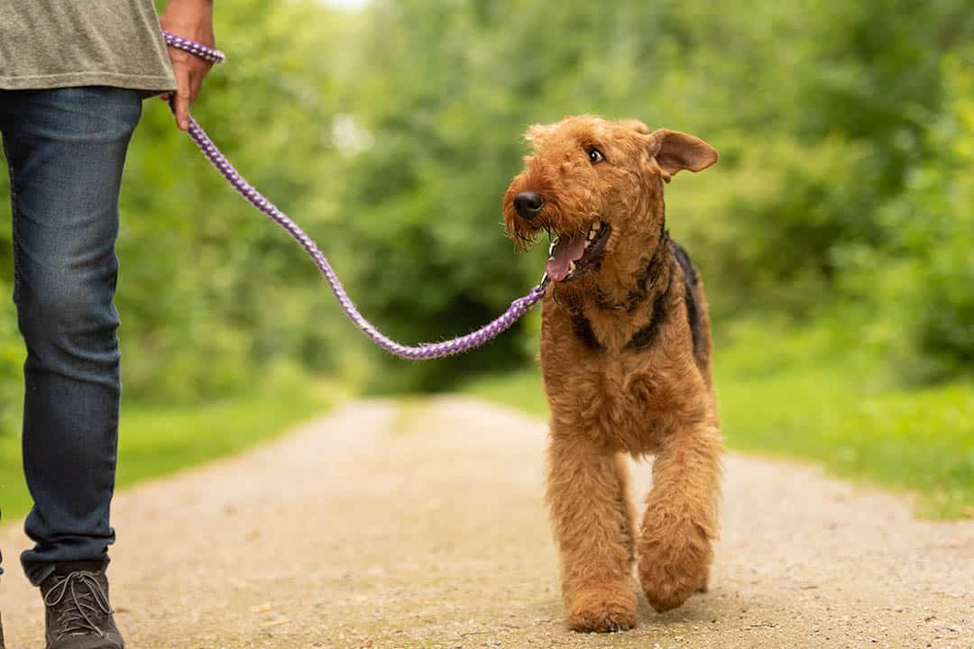 Toledo's top parks for dog training